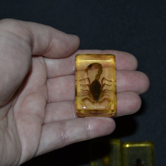 Real Insect Display Bundle 12 Piece Set With Clear Spider Scorpion Resin Cubes - Picture 3 of 5